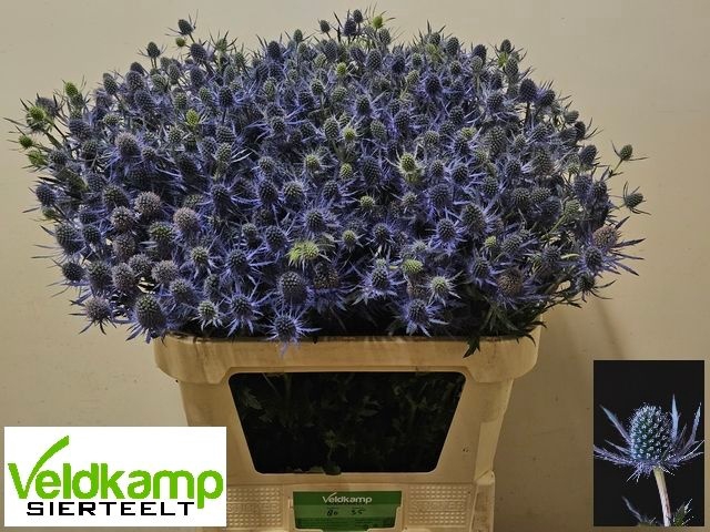 <h4>ERYN MAG BLUE LAGOON</h4>