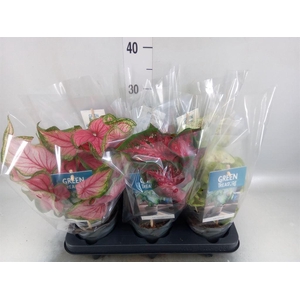 Caladium   ...mix