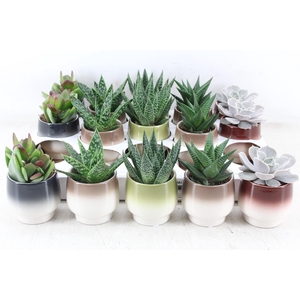 arr3 OV - Ker. Capri x15