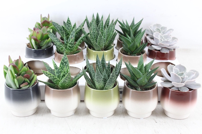 <h4>arr3 OV - Ker. Capri x15</h4>