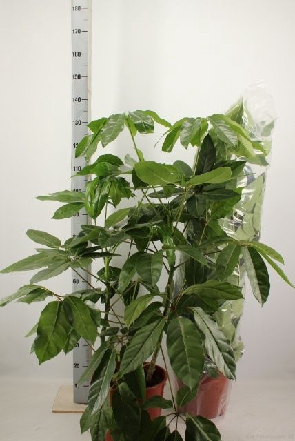 <h4>SCHEF EMERALD GREEN</h4>