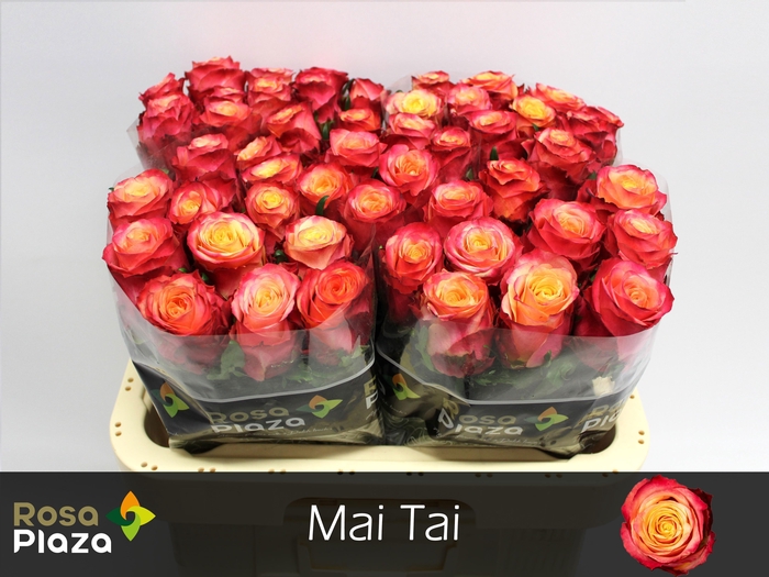 <h4>R GR MAI TAI</h4>