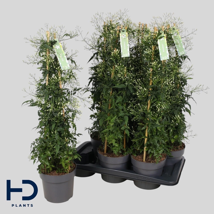 <h4>JASM POLYANTHUM WIT</h4>