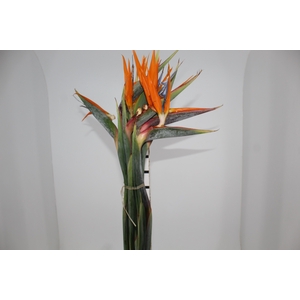 FOLH STRELITZIA