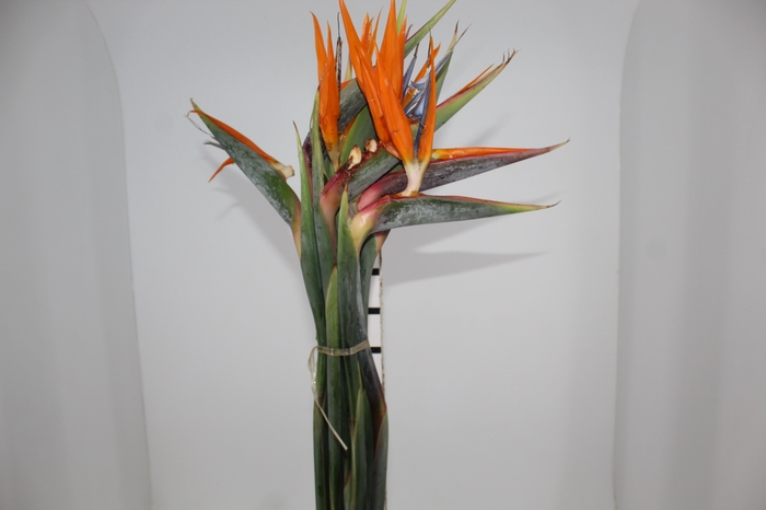 <h4>FOLH STRELITZIA</h4>