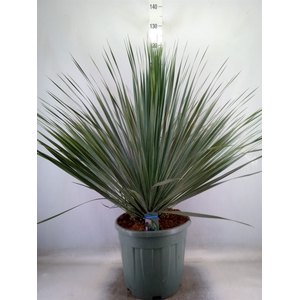 Yucca rostrata