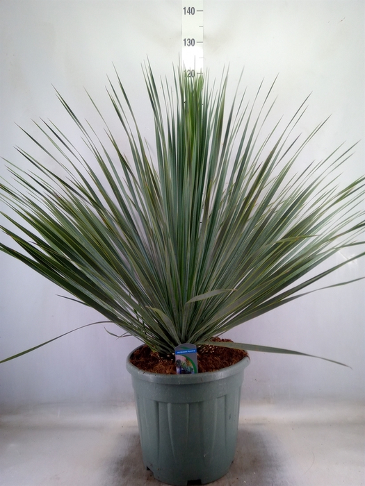 <h4>Yucca rostrata</h4>