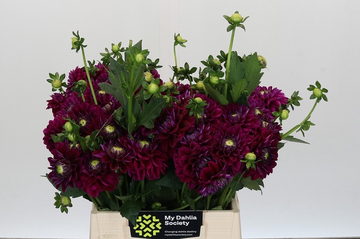 Dahlia Lilac Bull