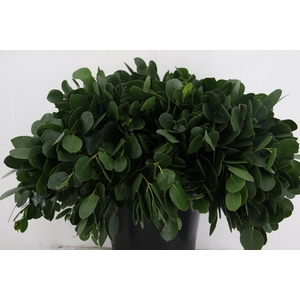 EUCA SUBCRENULATA PER STEM 55CM