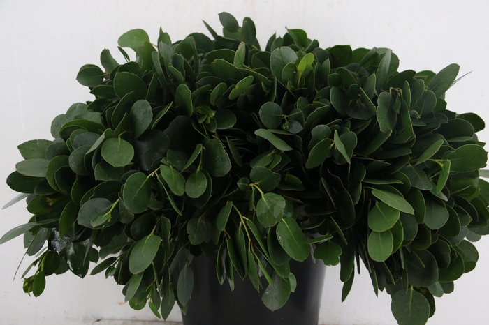 <h4>EUCA SUBCRENULATA PER STEM 55CM</h4>