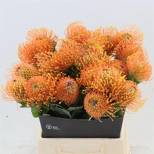 Leucospermum Cordifolium Petercon