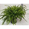 Nephrolepis Ex Green Lady