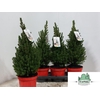 Picea Gl Perfecta
