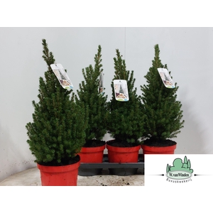 PICEA GL PERFECTA