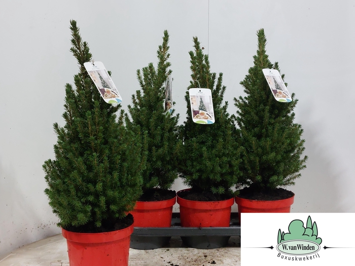 Picea Gl Perfecta
