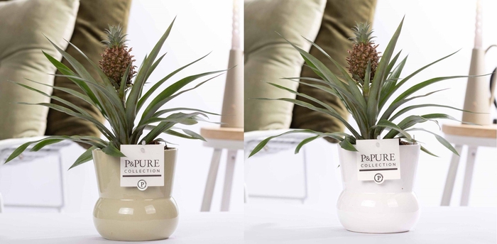 <h4>Ananas Rosita in P&PURE Plant Vase Maxima ass. 2</h4>