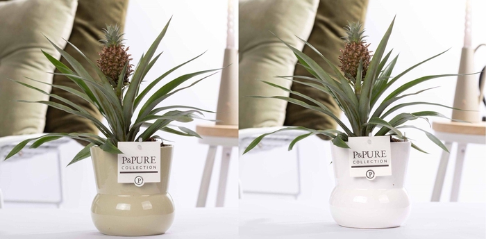 <h4>Ananas Rosita in P&PURE Plant Vase Maxima ass. 2</h4>