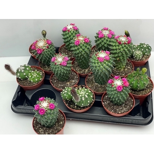 CACTUS BLOEIEND GEM