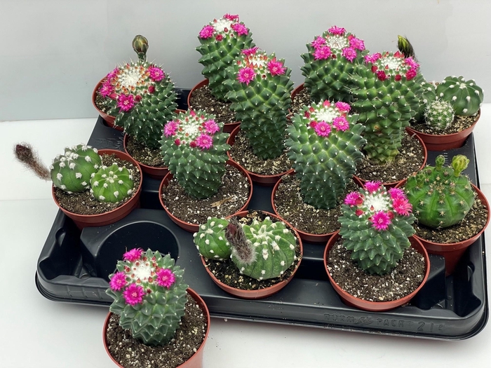 <h4>CACTUS BLOEIEND GEM</h4>