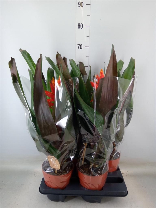 <h4>Aechmea   ...</h4>