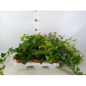 Hedera helix 'Wonder'