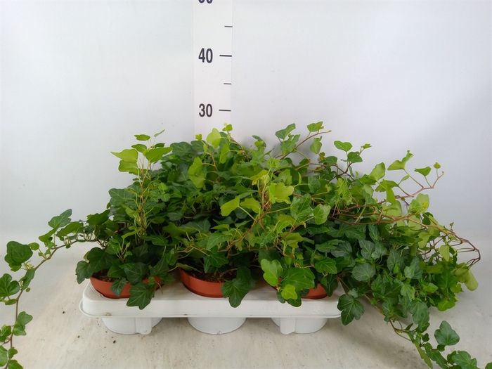 <h4>Hedera helix 'Wonder'</h4>