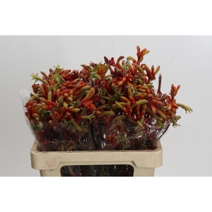 Anigozanthos Rampaging Roy Slaven