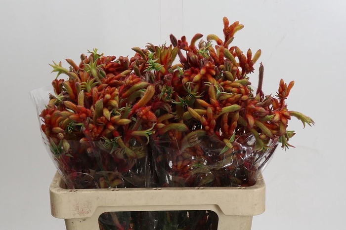 <h4>Anigozanthos Rampaging Roy Slaven</h4>