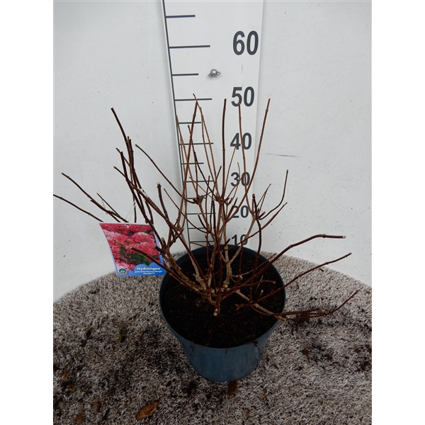 <h4>Hydrangea pan. Diamant Rouge struik 60 cm P26</h4>