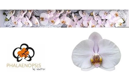 Phal Alpha