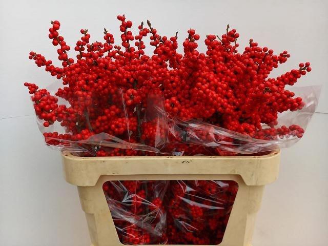 <h4>Ilex Bes Brit Buys</h4>