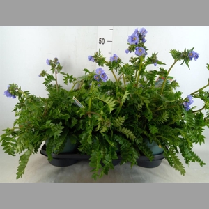 Polemonium caeruleum