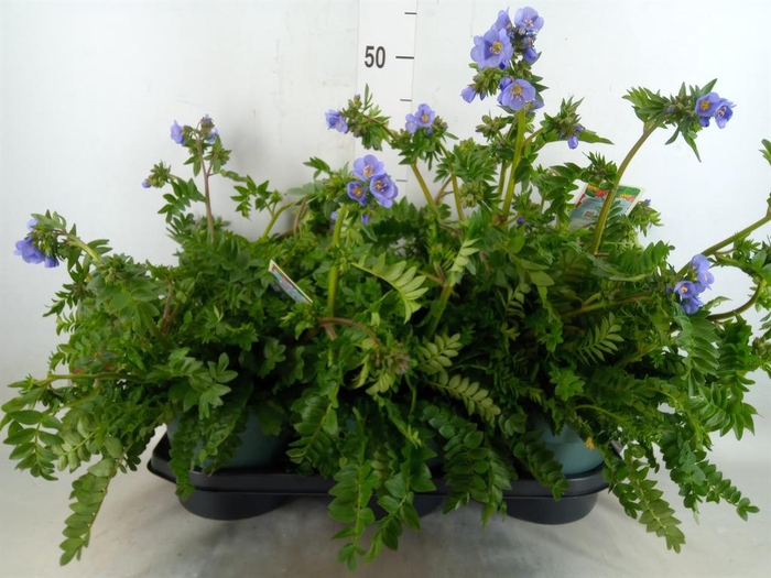 <h4>Polemonium caeruleum</h4>