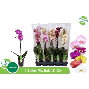 BALANZ - MIX 1 TAK 12+/65