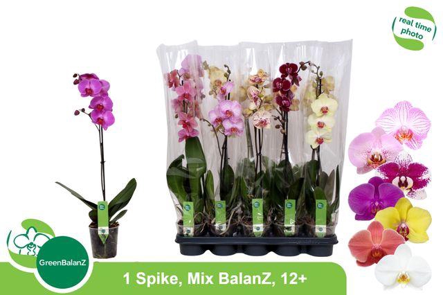 <h4>BALANZ - MIX 1 TAK 12+/65</h4>