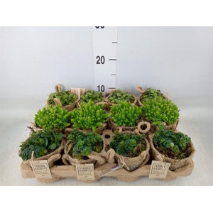 Arr.   Kamerplant Groen L%