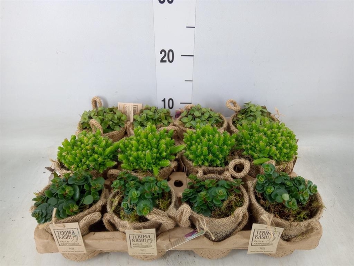 <h4>Arr. Kamerplant Groen L%</h4>