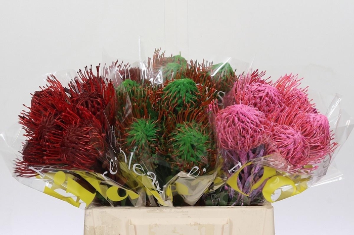 <h4>LEUCO NAOMI KLB H%</h4>