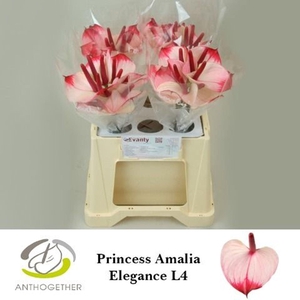 Anthurium  'Pr. Amalia Elegance'