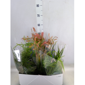 Rhipsalis   ...mix