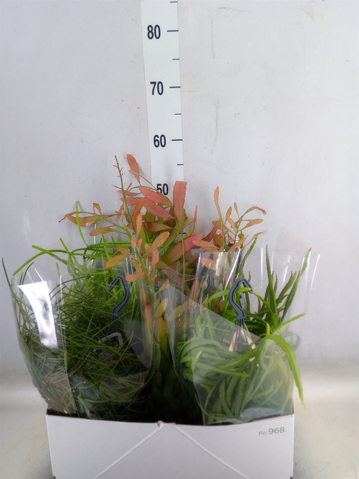 <h4>Rhipsalis   ...mix</h4>