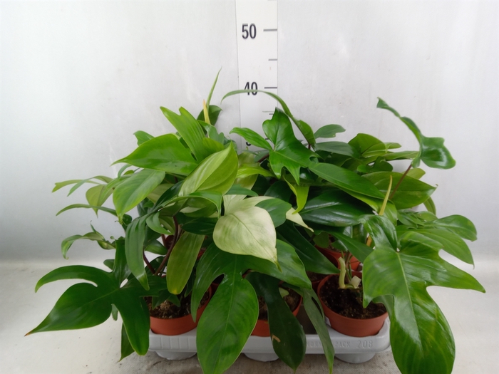 <h4>Philodendron   ...</h4>