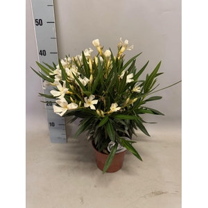 Nerium oleander Struik white 14cm