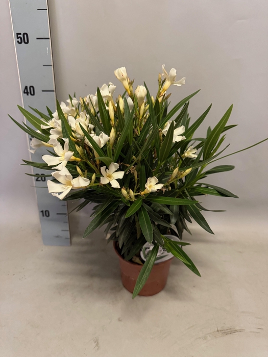 <h4>Nerium oleander Struik white 14cm</h4>