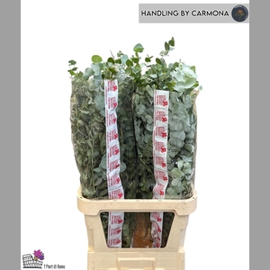 Euca Cinerea Super P Stem 100 Cm