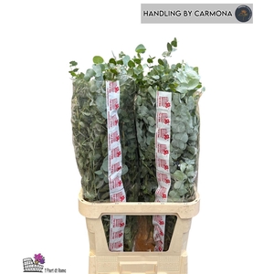Euca Cinerea Super P Stem 100 Cm