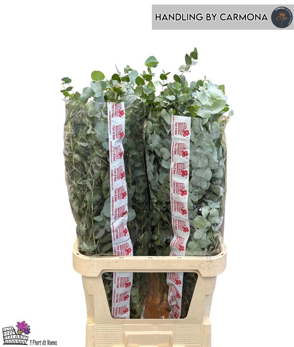 <h4>Euca Cinerea Super P Stem 100 Cm</h4>