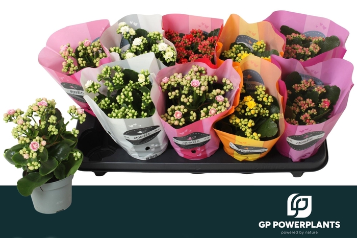 Kal Ge Perf Gem 5 Kl