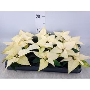 Euphorbia pulc. 'Alaska'