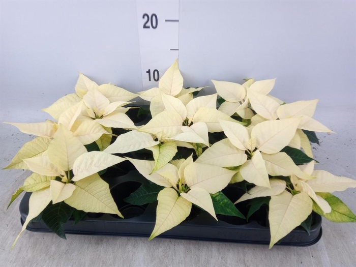 <h4>Euphorbia pulc. 'Alaska'</h4>